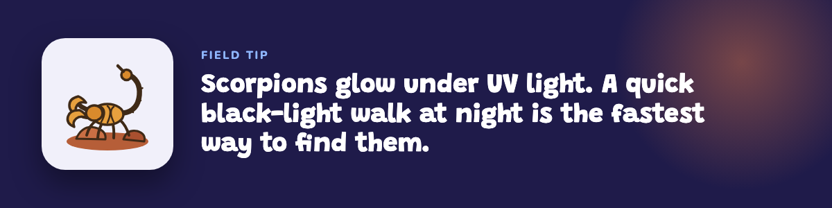 Field tip: scorpions glow under UV light, so a black-light walk at night is the fastest way to find them