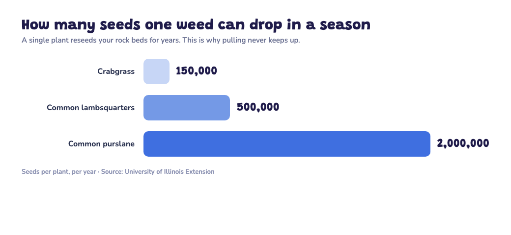 Bar chart showing a single crabgrass plant drops about 150,000 seeds, lambsquarters 500,000, and purslane 2 million in one season